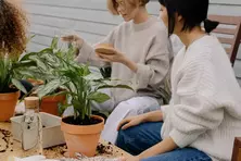 Annonces en Tunisie sous la catégorie Jardin