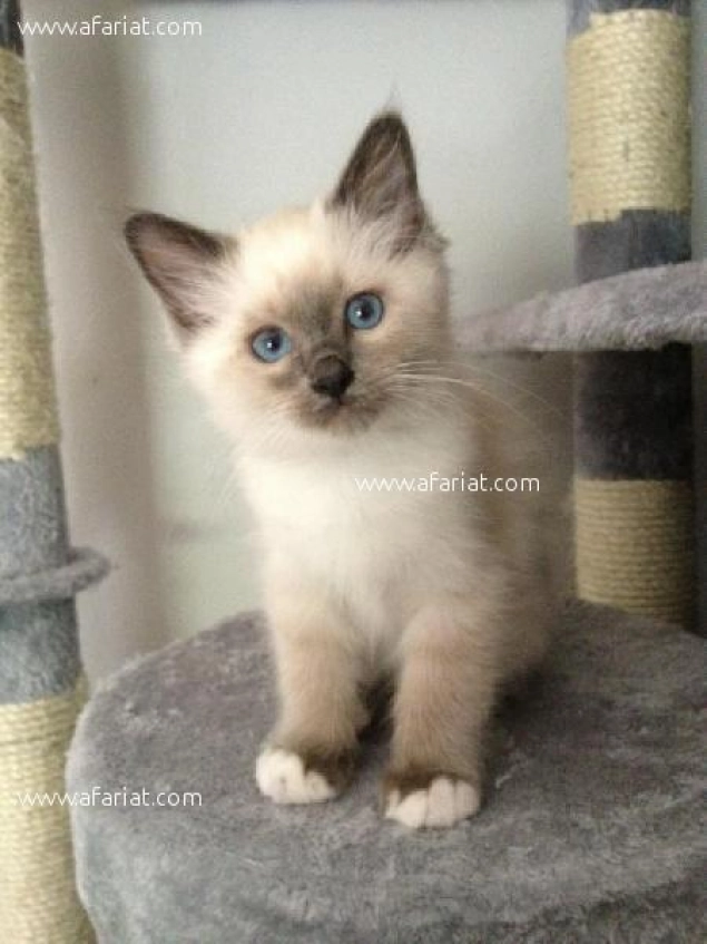 Chaton Siamois A Petit Prix Afariat Com Chaton Siamois A Petit Prix Afariat Com