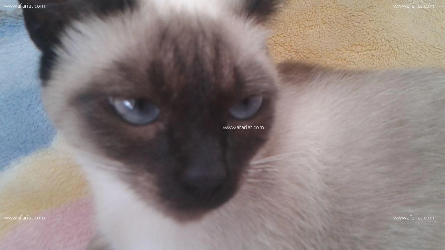 Chat Siamois Afariat Com Chat Siamois Afariat Com