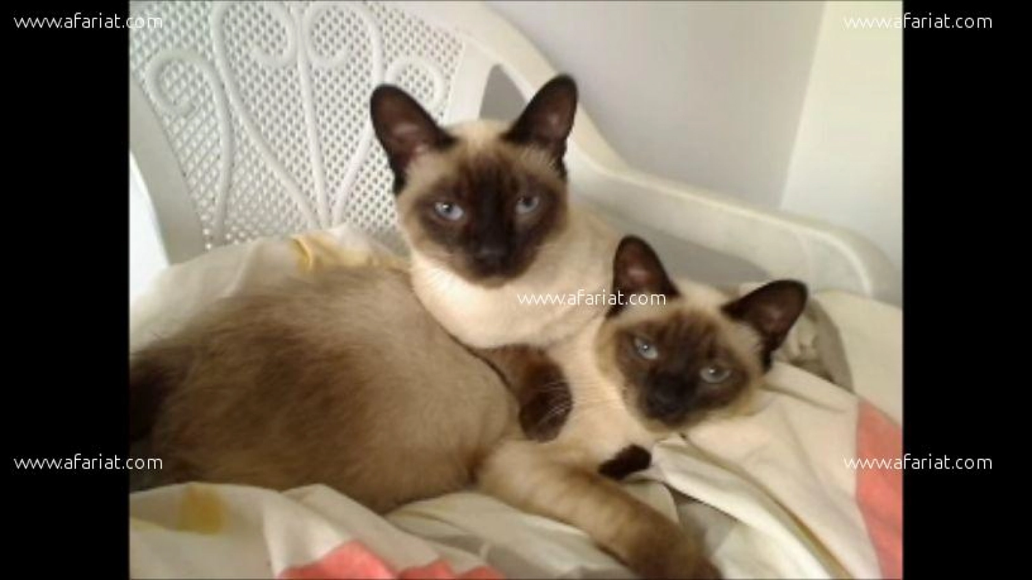 Chat Siamois Afariat Com Chat Siamois Afariat Com