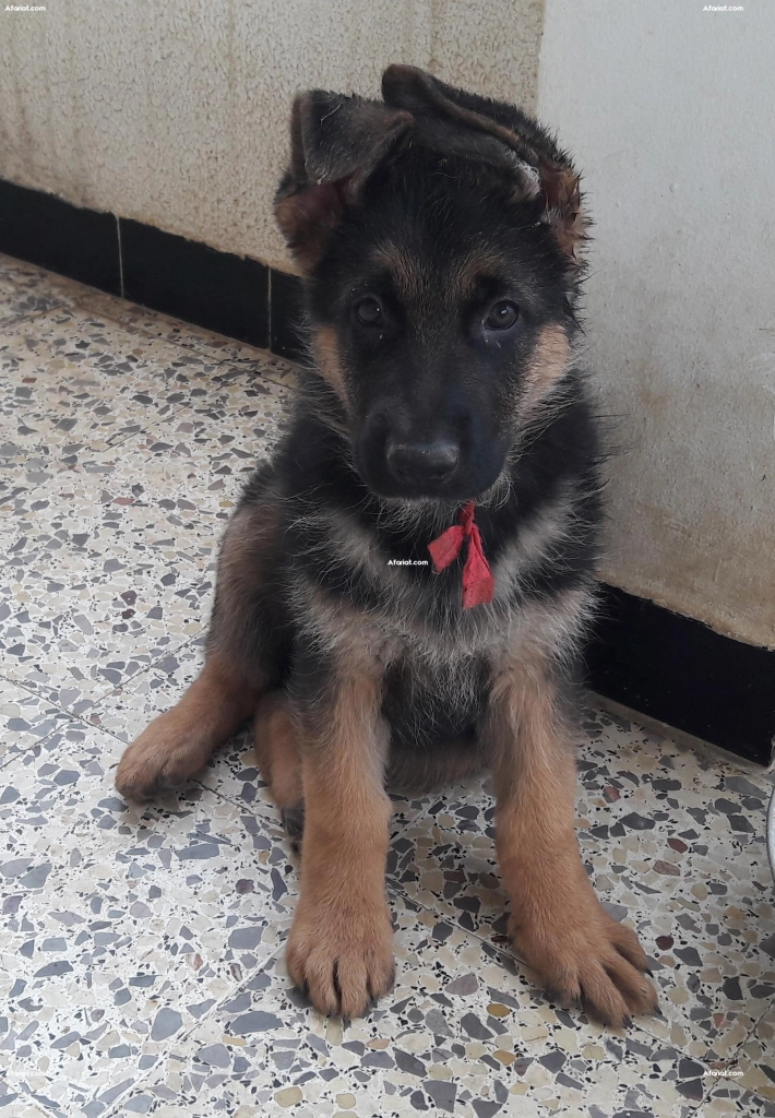 Chiots Berger Allemand Pure Race Vaccines Et Vermifuges Afariat Com