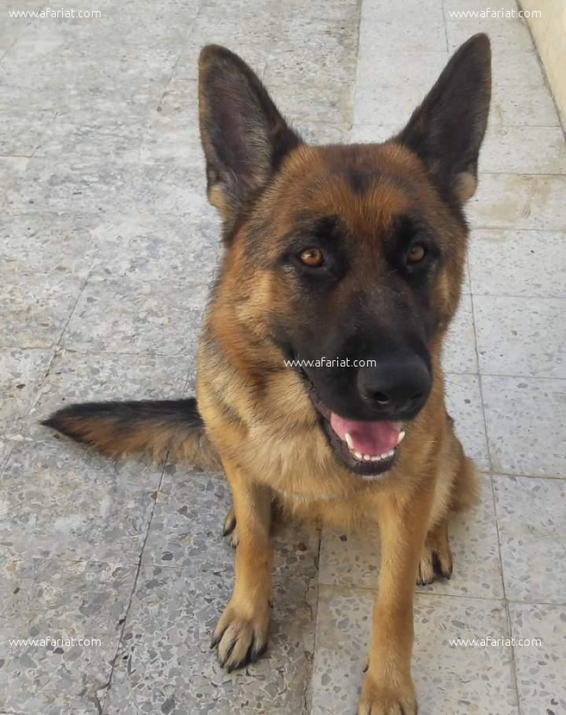 Chien Berger Allemand Femelle De 2ans Et 3mois Afariat Tayara